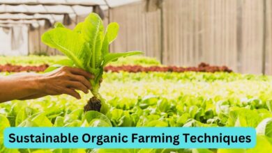 Sustainable Organic Farming Techniques