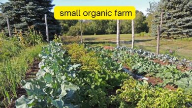 How to start a small organic farm