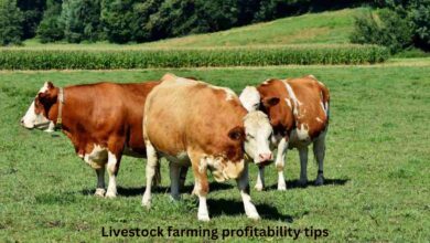 Livestock farming profitability tips